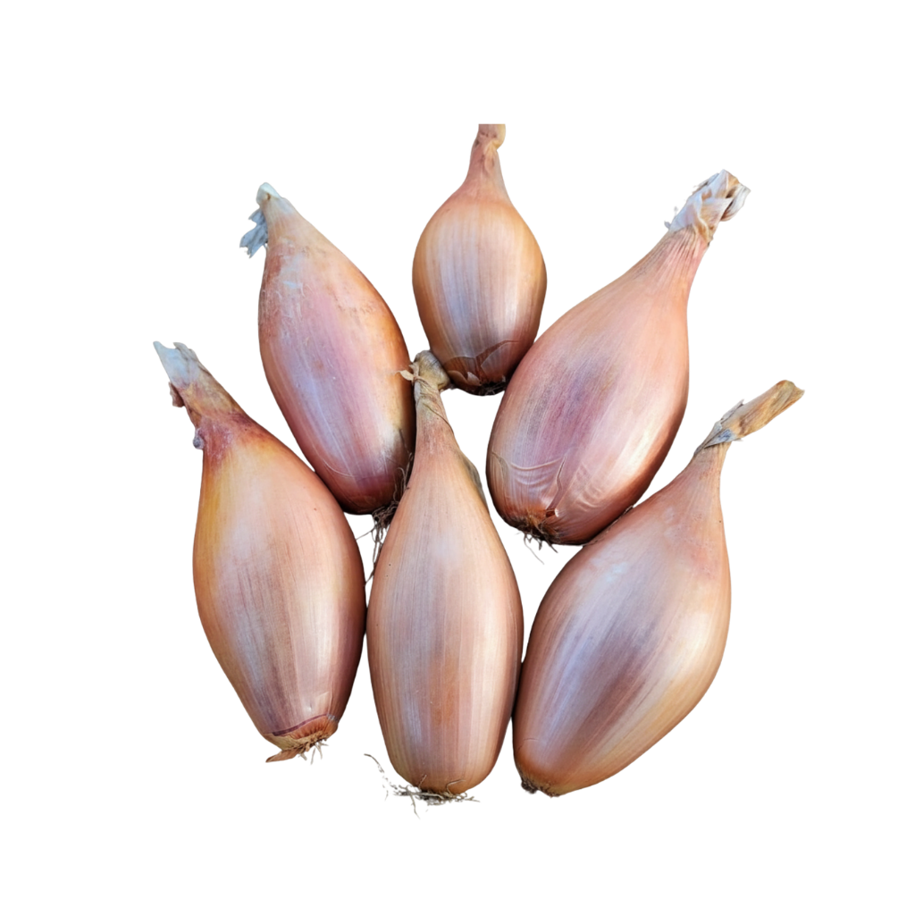 Onion Shallot 1 lb buy online USA - 1